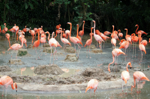 Flamingo pond, Jurong Bird Park