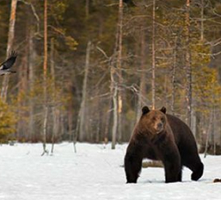 wild brown bear